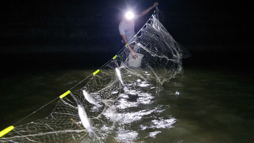 小渔翁赶海运气就是好,收获了两条大货,还抓到几只大螃蟹