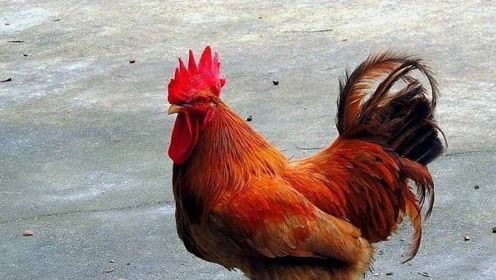 为啥公鸡每天都可以准时打鸣?难道它心中有一个表,听专家告诉你答案