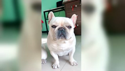 跟着赵海波学狗语