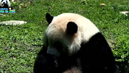 熊猫打喷嚏也是一脸萌萌哒 口水喷你一脸吓不倒你不是国宝