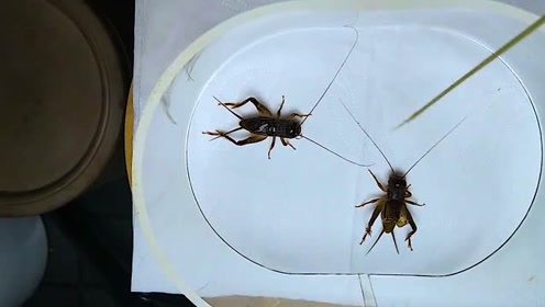 好一场精彩的斗蛐蛐,这么精彩的战斗在冬天已经很少看到了,虫王