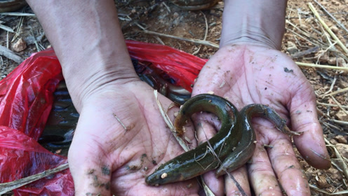 农村小伙户外搞野,田埂下挖出拇指般大小的泥鳅,这样挖能玩一天