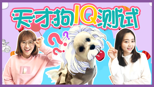 天才狗狗iq测试