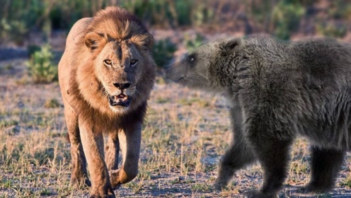 狮子大战黑熊,场面激烈难得一见,镜头拍下全过程