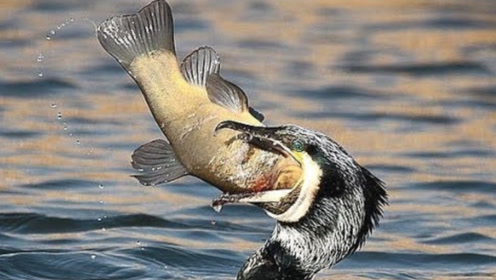 这鸟儿的心真大,生吞一条大活鱼,还在肚子里乱蹦!