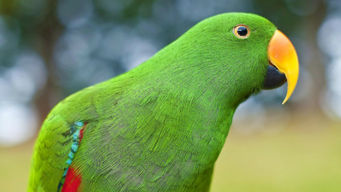 当鹦鹉听到打鼓的声音,两只脚就根本停不下来的跺起来