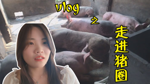 猪肉涨价了,山东多少钱一斤?养猪大婶说出价格,听完别吃惊