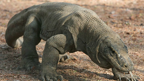 距今4万年前的远古巨蜥缘何突然灭绝?或与古人类有关