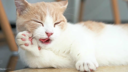小猫一摸肚子就发出呼噜呼噜的声音,听了令人头皮酥麻