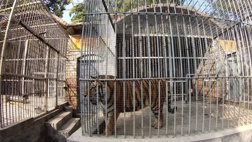 焦作人民公园里的动物园,门票才10元.猎隼今天还想摸老虎屁股