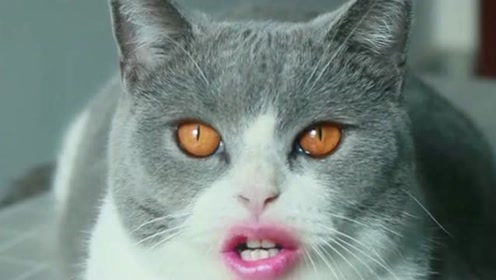 看了一会儿这个,我都忘记猫的嘴是啥样子了!