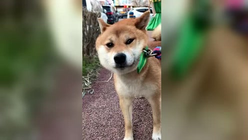 狗狗玩嗨了不想回家这倔强的小眼神绝了汪我不走再玩会吧