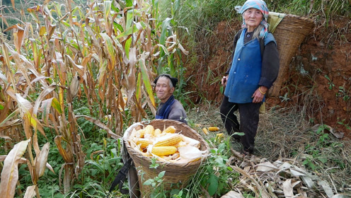 农村80岁老人还要种地为生,本是享福的年龄却过得如此辛苦
