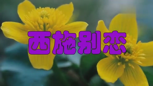 好听醉了!郑源的《西施别恋》听的好动人
