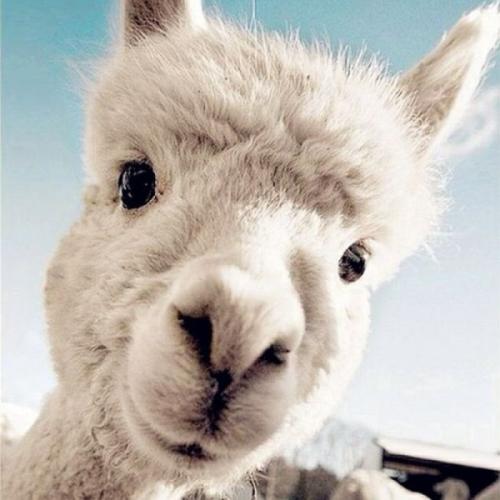 黑色城镇中心区